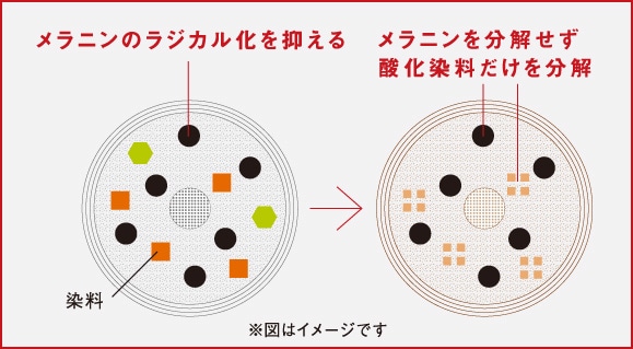 メラニンのラジカル化を抑えるイメージ