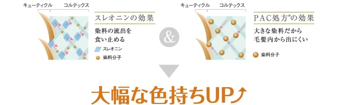 大幅な色持ちUP